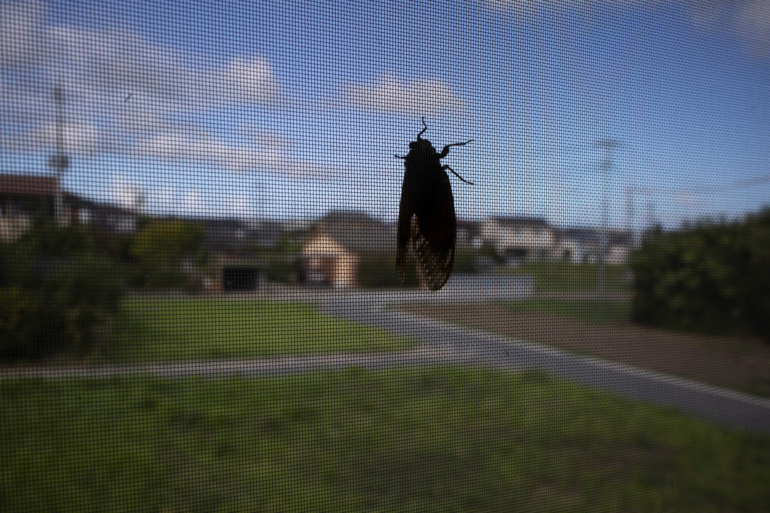 蝉　230822 (1 - 1)